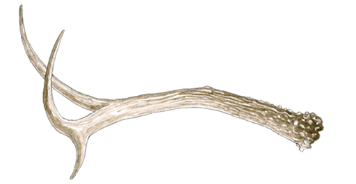 Antlers